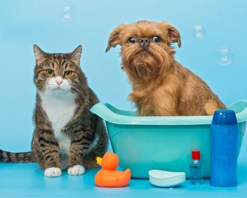 accesorios-de-calidad-para-cuidado-de-perros-y-gatos_8450.jpg