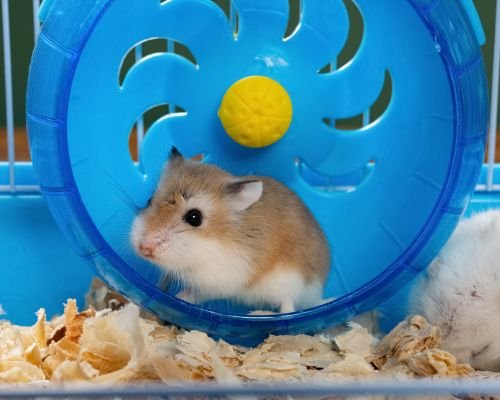 accesorios-para-hamsters_2320.jpg