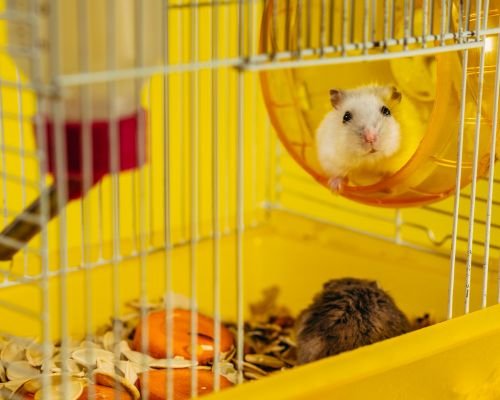 productos-para-hamsters-2_5227.jpg