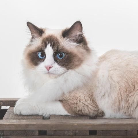 productos-para-gatos_3973.jpg