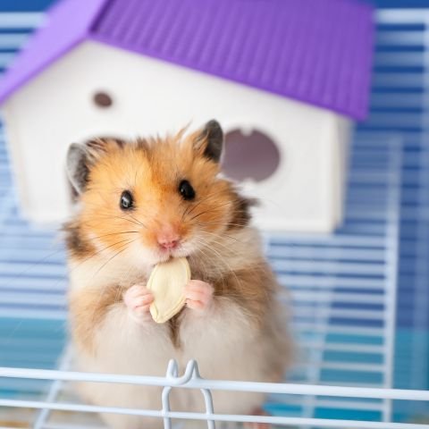 productos-para-hamsters_1873.jpg