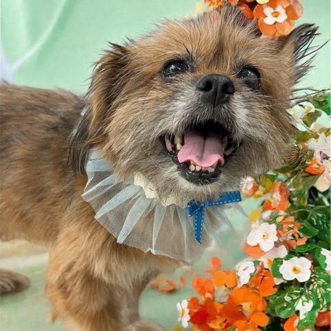 productos-para-perros-5495.jpg