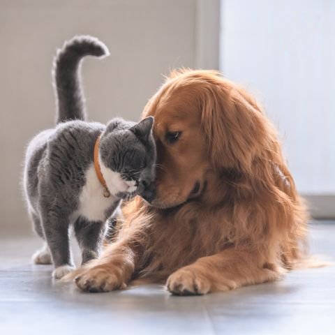 productos-para-perros-y-gatos_5703.jpg