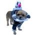 disfraz_mascota-6482.jpg