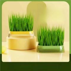 Caja de Hierba Hidroponica para Gatos
