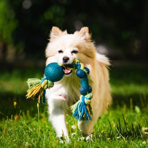 juguetes-para-perros-2-2610.jpg